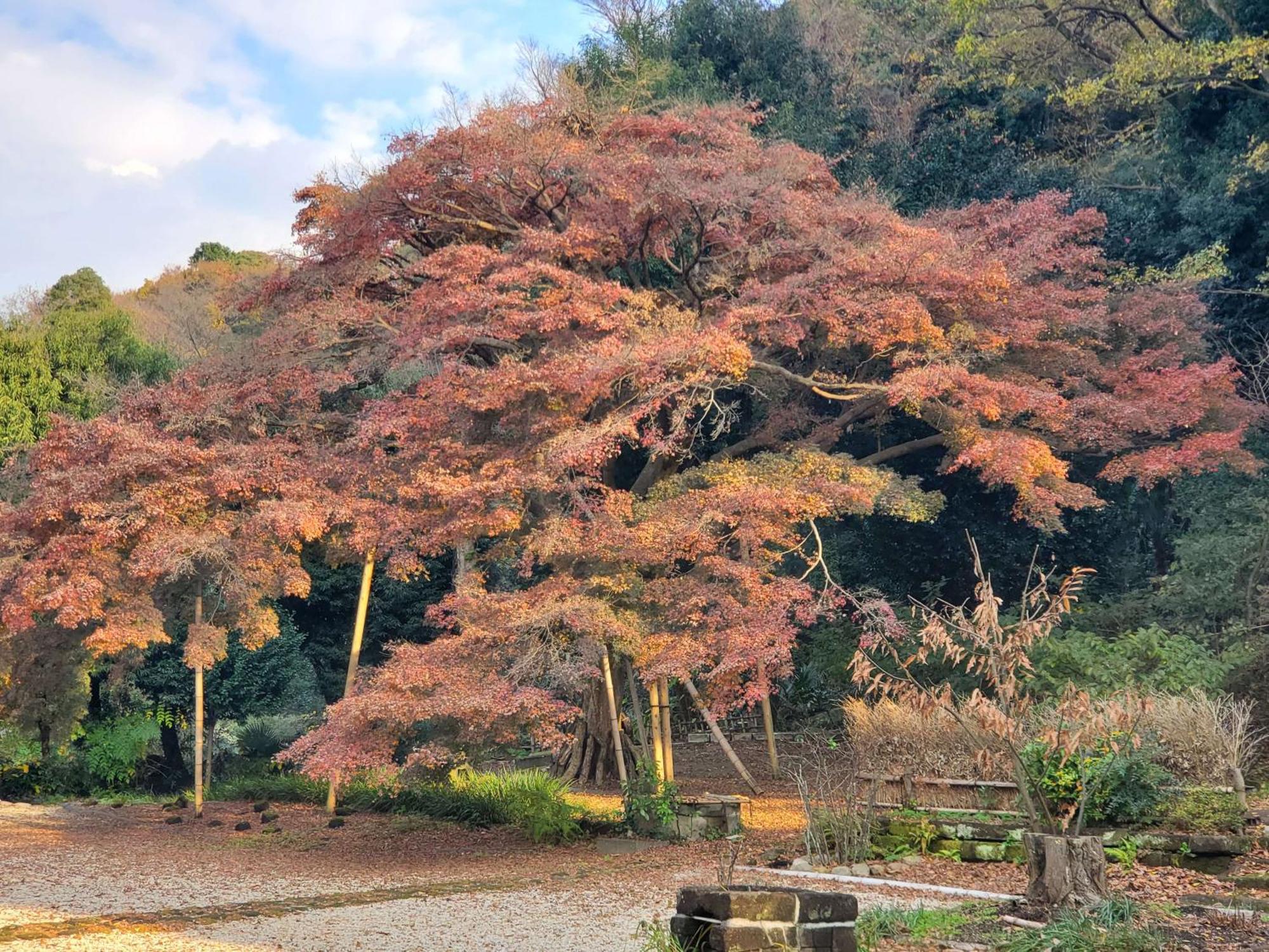 甘糟屋敷 Amakasu Yashiki Kamakura Villa Exterior foto